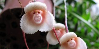 Estas orquídeas raras parecem caras de macaco quando florescem