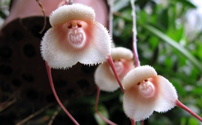 Estas orquídeas raras parecem caras de macaco quando florescem