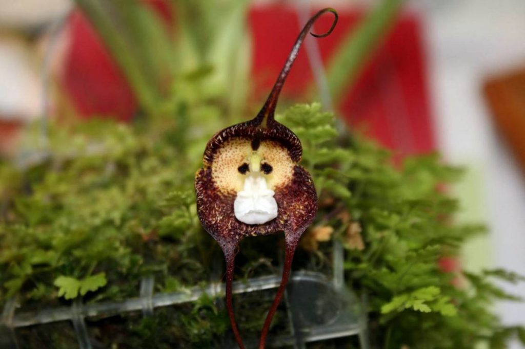 pensarcontemporaneo.com - Estas orquídeas raras parecem caras de macaco quando florescem