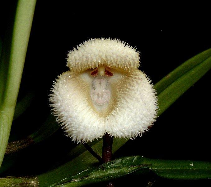 pensarcontemporaneo.com - Estas orquídeas raras parecem caras de macaco quando florescem