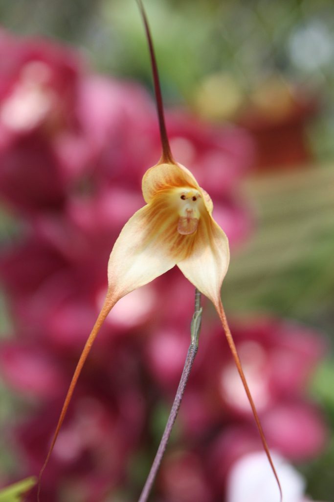 pensarcontemporaneo.com - Estas orquídeas raras parecem caras de macaco quando florescem