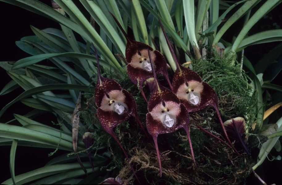 pensarcontemporaneo.com - Estas orquídeas raras parecem caras de macaco quando florescem