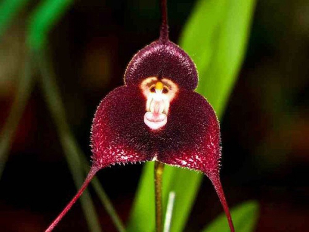 pensarcontemporaneo.com - Estas orquídeas raras parecem caras de macaco quando florescem