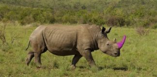 Dia Mundial do Rinoceronte: por que é importante colorir os chifres para tornar o marfim invendável (e não é uma farsa)
