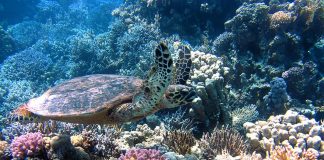 O mundo falha no objetivo comum de parar a destruição da natureza, o relatório da ONU