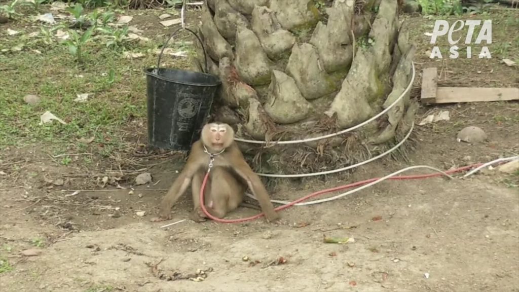 pensarcontemporaneo.com - Supermercados ingleses boicotam fornecedores de coco pelo uso de trabalho escravo de macacos em suas fazendas