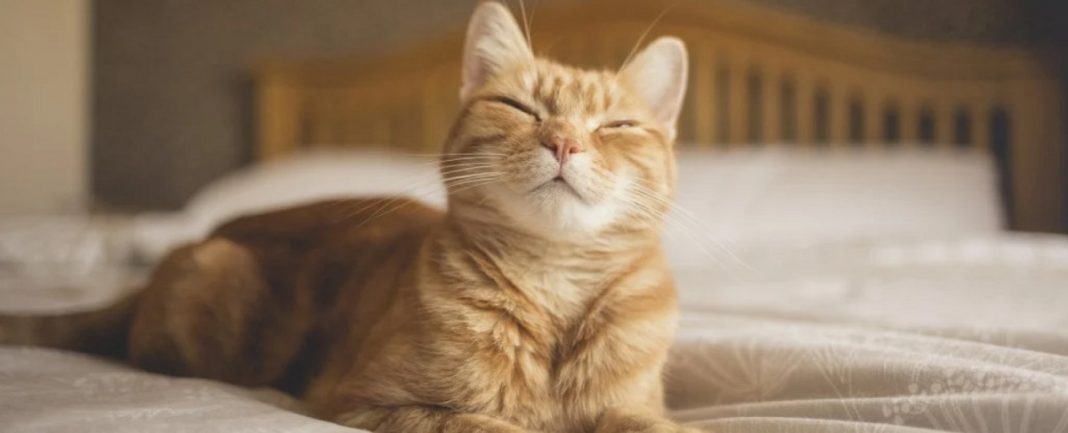 Estudo confirma que ‘piscadas lentas’ realmente funcionam para se comunicar com seu gato