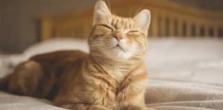 Estudo confirma que ‘piscadas lentas’ realmente funcionam para se comunicar com seu gato