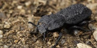 O “Homem de Ferro” dos besouros pode inspirar carros e aviões superduráveis