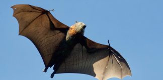 Até os morcegos vampiros se distanciam socialmente quando se sentem doentes