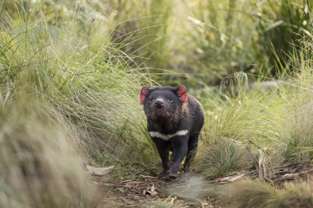 pensarcontemporaneo.com - Diabo-da-Tasmânia retorna à Austrália após 3 mil anos de extinção