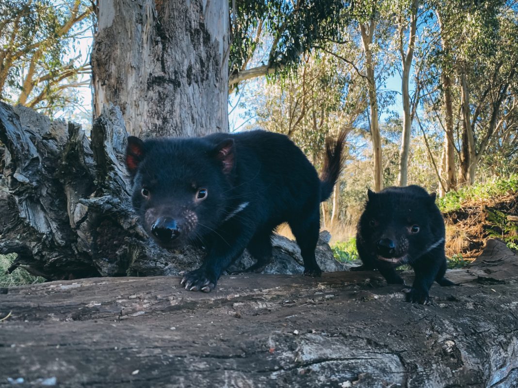 Diabo-da-Tasmânia retorna à Austrália após 3 mil anos de extinção
