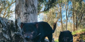 Diabo-da-Tasmânia retorna à Austrália após 3 mil anos de extinção