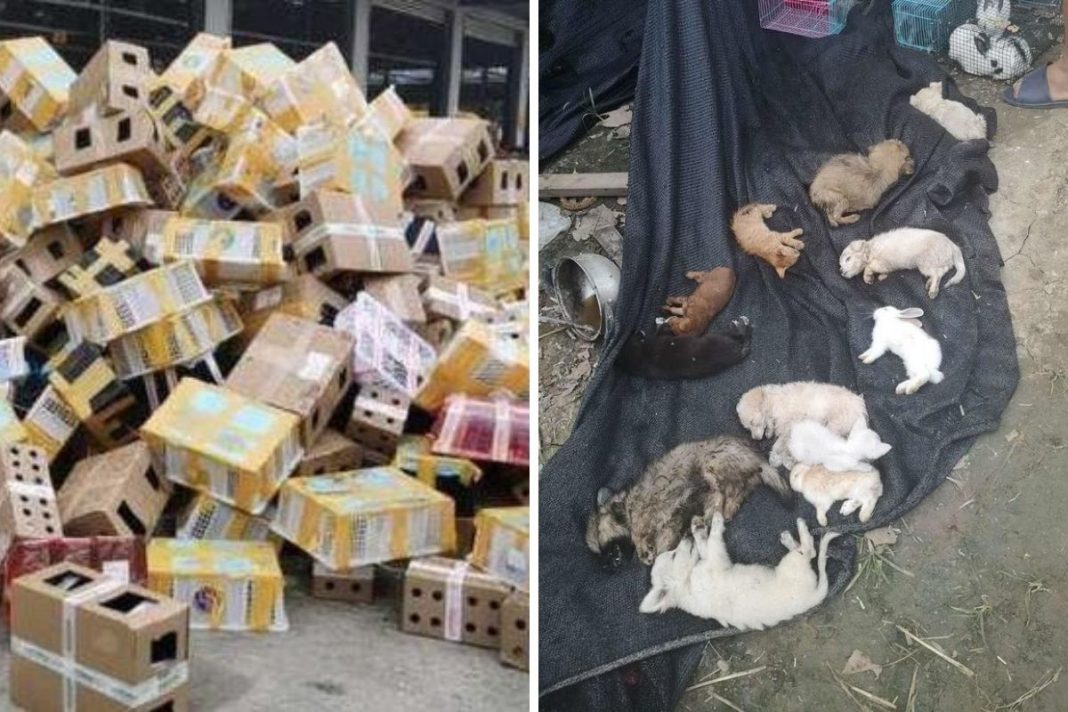 Milhares de animais de estimação encontrados mortos em caixas em depósito de embarque chinês