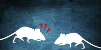 Como a agressão leva a mais agressão