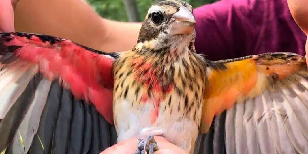 Estranha descoberta científica: pássaro é metade fêmea e metade macho