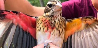 Estranha descoberta científica: pássaro é metade fêmea e metade macho