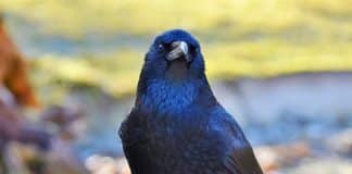 Os corvos são capazes de pensar conscientemente, cientistas demonstram pela primeira vez