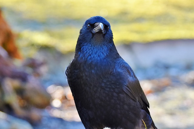 Os corvos são capazes de pensar conscientemente, cientistas demonstram pela primeira vez