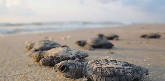 Veja como ovos falsos de tartaruga estão ajudando a salvar a espécie ameaçada de extinção