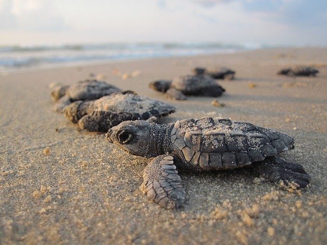Veja como ovos falsos de tartaruga estão ajudando a salvar a espécie ameaçada de extinção
