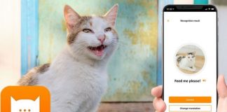 MeowTalk: O aplicativo que traduz miados de gatos