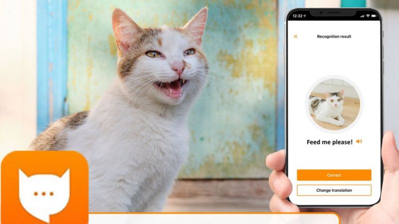 MeowTalk: O aplicativo que traduz miados de gatos
