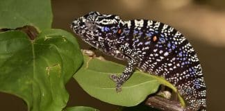 Camaleões não vistos pelos cientistas há 100 anos encontrados no jardim de um hotel em Madagascar