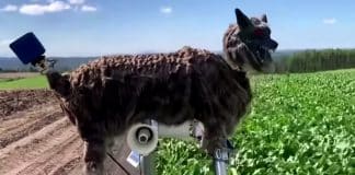 Cidade japonesa implanta “lobo” robô rosnador para proteger os residentes de ursos