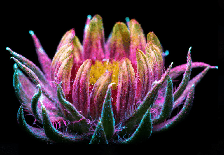 pensarcontemporaneo.com - Veja como as abelhas e as borboletas veem as flores. N&atilde;o admira que eles as amem!
