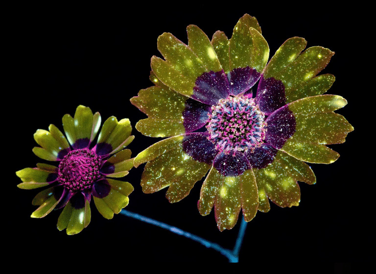 pensarcontemporaneo.com - Veja como as abelhas e as borboletas veem as flores. N&atilde;o admira que eles as amem!