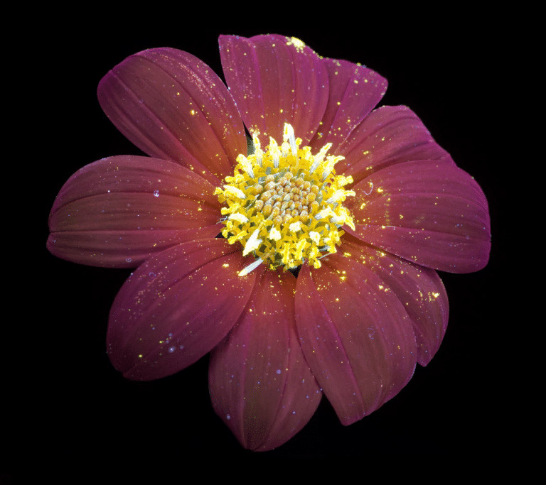 pensarcontemporaneo.com - Veja como as abelhas e as borboletas veem as flores. N&atilde;o admira que eles as amem!