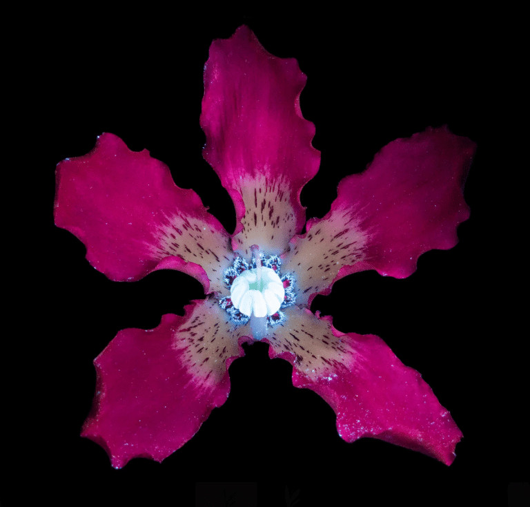 pensarcontemporaneo.com - Veja como as abelhas e as borboletas veem as flores. N&atilde;o admira que eles as amem!