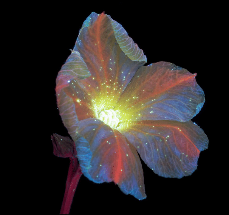 pensarcontemporaneo.com - Veja como as abelhas e as borboletas veem as flores. N&atilde;o admira que eles as amem!