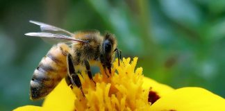 Bélgica reautoriza o uso de “imidacloprida”, um pesticida que mata abelhas