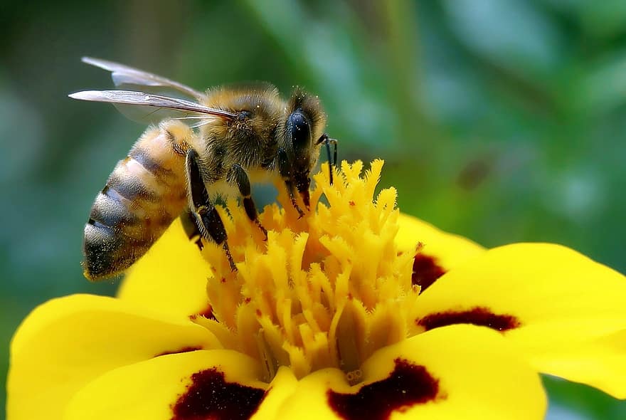Bélgica reautoriza o uso de “imidacloprida”, um pesticida que mata abelhas