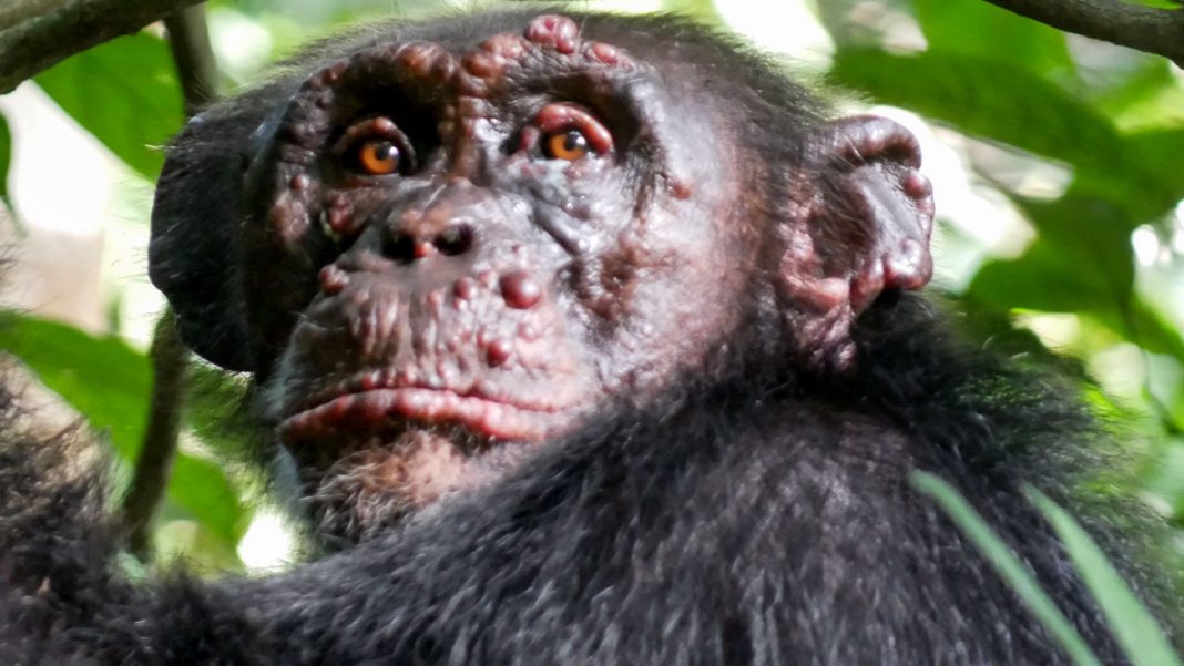 A Lepra é detectada em chimpanzés pela primeira vez