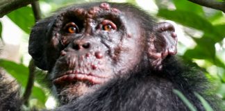 A Lepra é detectada em chimpanzés pela primeira vez