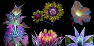 Veja como as abelhas e as borboletas veem as flores. Não admira que eles as amem!