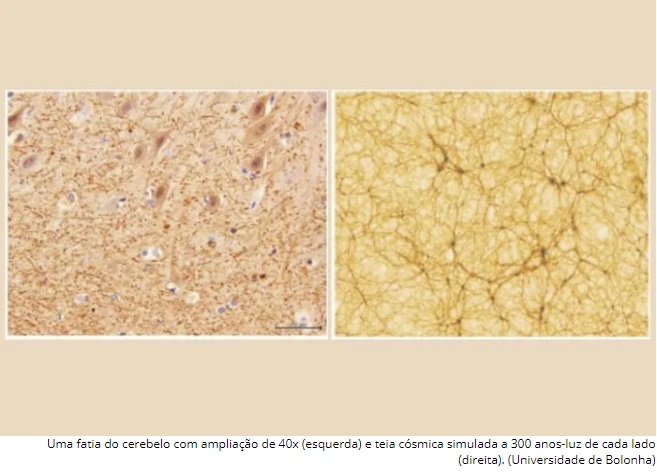 pensarcontemporaneo.com - Estudo mapeia as estranhas semelhanças estruturais entre o cérebro humano e o universo