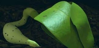 China cultiva plantas na lua pela primeira vez