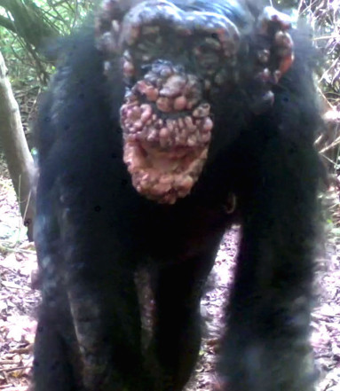pensarcontemporaneo.com - A Lepra é detectada em chimpanzés pela primeira vez