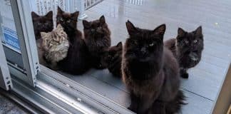 Gata de rua leva todos os seus bebês para conhecer a mulher que a ajudou