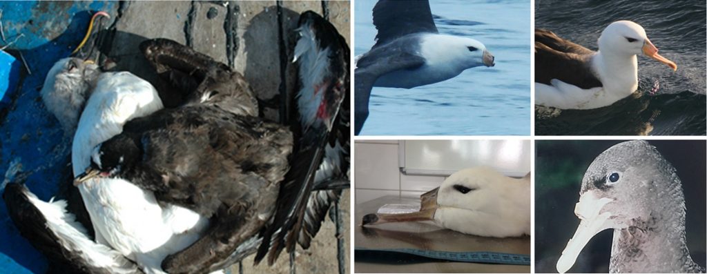 pensarcontemporaneo.com - Pescadores cortam bicos de albatrozes no sudoeste do Atlântico