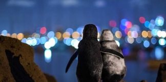 A comovente história da foto de dois pinguins viúvos se consolando vencedora do Ocean Photograph Awards