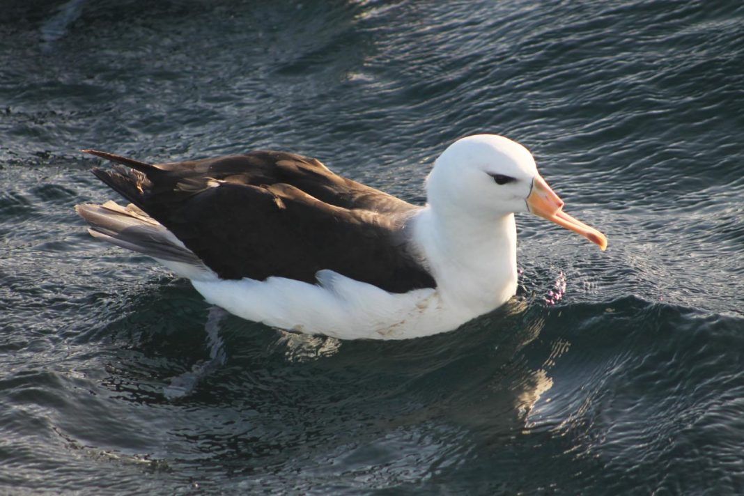 Pescadores cortam bicos de albatrozes no sudoeste do Atlântico