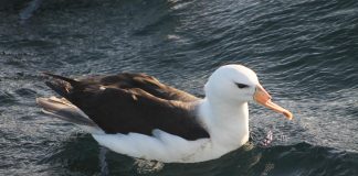 Pescadores cortam bicos de albatrozes no sudoeste do Atlântico