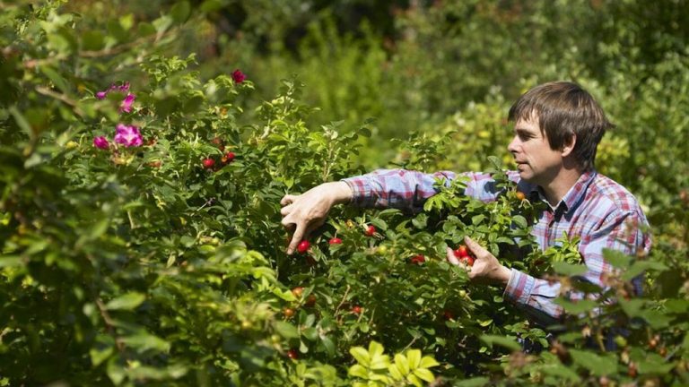 pensarcontemporaneo.com - O jardim florestal com 500 plantas comestíveis que requer apenas algumas horas de trabalho por mês