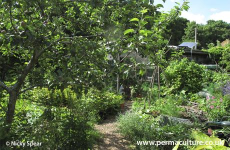pensarcontemporaneo.com - O jardim florestal com 500 plantas comestíveis que requer apenas algumas horas de trabalho por mês