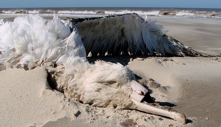 pensarcontemporaneo.com - Pescadores cortam bicos de albatrozes no sudoeste do Atlântico